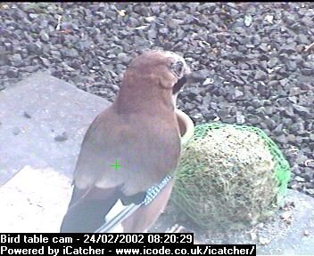 Picture of a jay, taken with the iCatcher Digital CCTV software