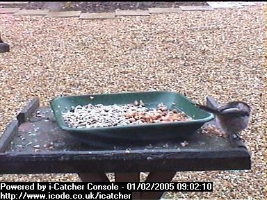 Picture of a long-tailed tit, taken with the iCatcher Digital CCTV software