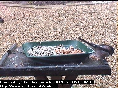 Picture of a long-tailed tit, taken with the iCatcher Digital CCTV software