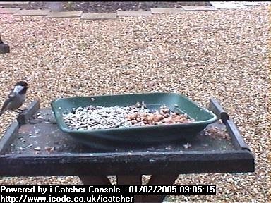 Picture of a long-tailed tit, taken with the iCatcher Digital CCTV software