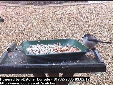 Picture of a long-tailed tit, taken with the iCatcher Digital CCTV software