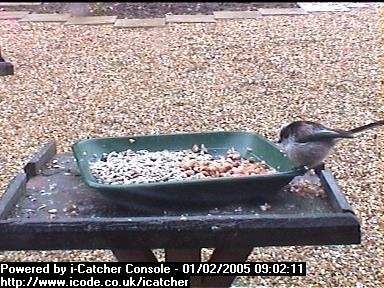 Picture of a long-tailed tit, taken with the iCatcher Digital CCTV software