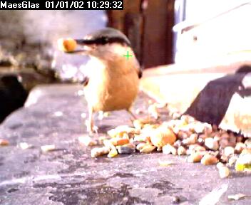 Picture of a nuthatch, taken with the iCatcher Digital CCTV software