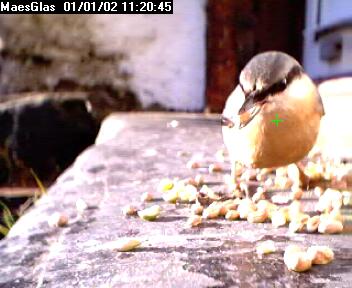 Picture of a nuthatch, taken with the iCatcher Digital CCTV software