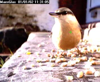 Picture of a nuthatch, taken with the iCatcher Digital CCTV software