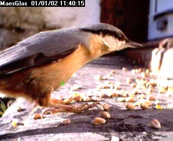 Picture of a nuthatch, taken with the iCatcher Digital CCTV software