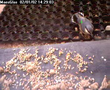 Picture of a nuthatch, taken with the iCatcher Digital CCTV software