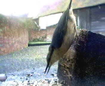 Picture of a nuthatch, taken with the iCatcher Digital CCTV software