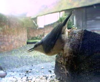 Picture of a nuthatch, taken with the iCatcher Digital CCTV software