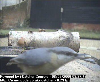 Picture of a nuthatch, taken with the iCatcher Digital CCTV software