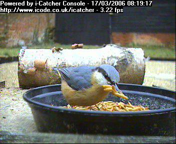 Picture of a nuthatch, taken with the iCatcher Digital CCTV software