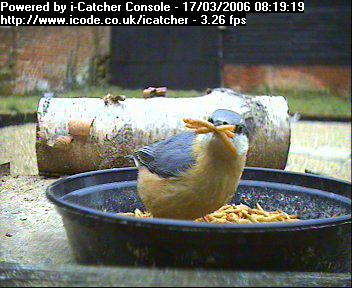 Picture of a nuthatch, taken with the iCatcher Digital CCTV software