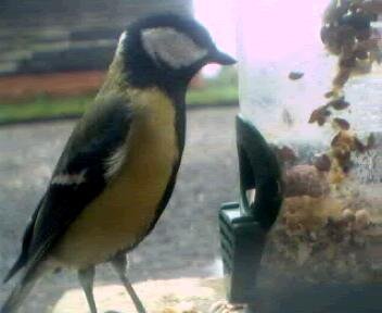 Picture of a great tit, taken with the iCatcher Digital CCTV software