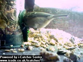 Picture of a blue tit, taken with the iCatcher Digital CCTV software