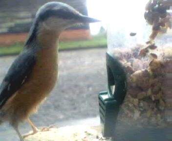 Picture of a coal tit, taken with the iCatcher Digital CCTV software