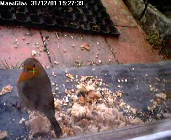 Picture of a robin, taken with the iCatcher Digital CCTV software