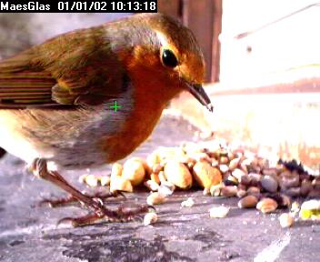 Picture of a robin, taken with the iCatcher Digital CCTV software