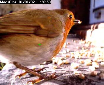 Picture of a robin, taken with the iCatcher Digital CCTV software