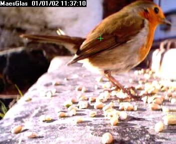 Picture of a robin, taken with the iCatcher Digital CCTV software