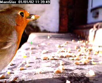 Picture of a robin, taken with the iCatcher Digital CCTV software