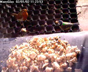 Picture of a robin, taken with the iCatcher Digital CCTV software