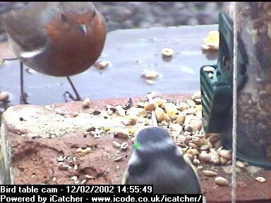 Picture of a robin, taken with the iCatcher Digital CCTV software