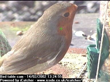 Picture of a robin, taken with the iCatcher Digital CCTV software