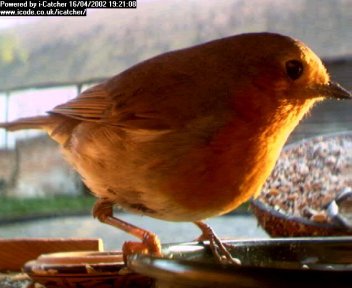 Picture of a robin, taken with the iCatcher Digital CCTV software