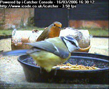 Picture of a robin, taken with the iCatcher Digital CCTV software