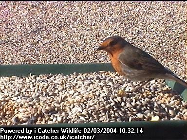 Picture of a robin, taken with the iCatcher Digital CCTV software