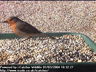 Picture of a robin, taken with the iCatcher Digital CCTV software