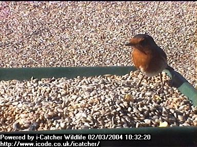 Picture of a robin, taken with the iCatcher Digital CCTV software