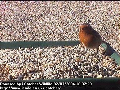 Picture of a robin, taken with the iCatcher Digital CCTV software