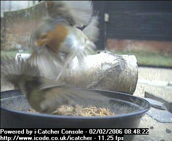 Picture of a robin, taken with the iCatcher Digital CCTV software