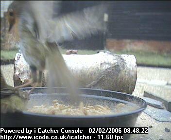 Picture of a robin, taken with the iCatcher Digital CCTV software