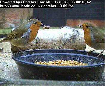 Picture of a robin, taken with the iCatcher Digital CCTV software