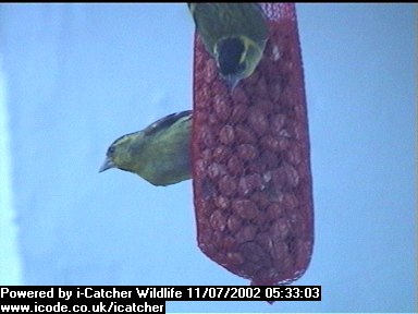 Picture of a siskin, taken with the iCatcher Digital CCTV software