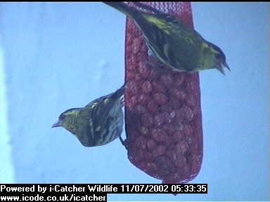 Picture of a siskin, taken with the iCatcher Digital CCTV software