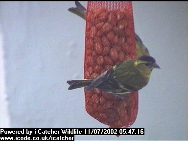 Picture of a siskin, taken with the iCatcher Digital CCTV software