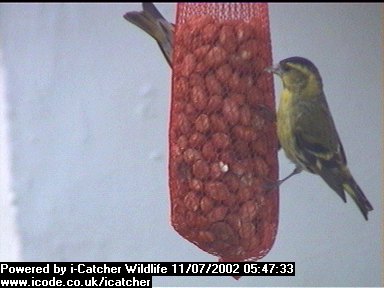 Picture of a siskin, taken with the iCatcher Digital CCTV software