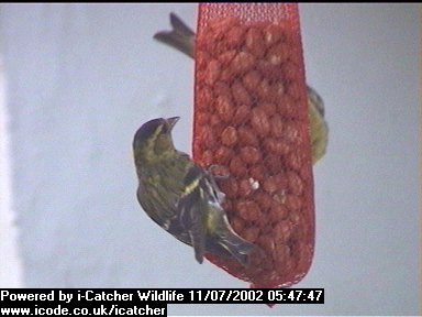 Picture of a siskin, taken with the iCatcher Digital CCTV software