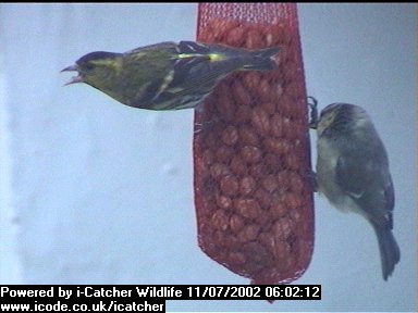 Picture of a siskin, taken with the iCatcher Digital CCTV software