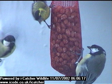 Picture of a siskin, taken with the iCatcher Digital CCTV software