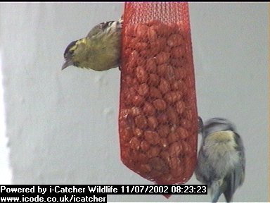 Picture of a siskin, taken with the iCatcher Digital CCTV software