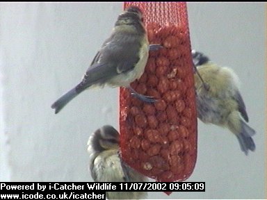 Picture of a siskin, taken with the iCatcher Digital CCTV software