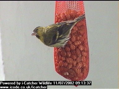 Picture of a siskin, taken with the iCatcher Digital CCTV software