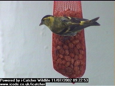 Picture of a siskin, taken with the iCatcher Digital CCTV software