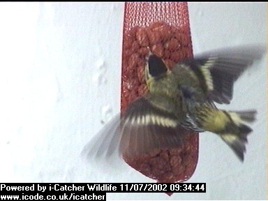 Picture of a siskin, taken with the iCatcher Digital CCTV software