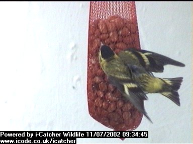 Picture of a siskin, taken with the iCatcher Digital CCTV software