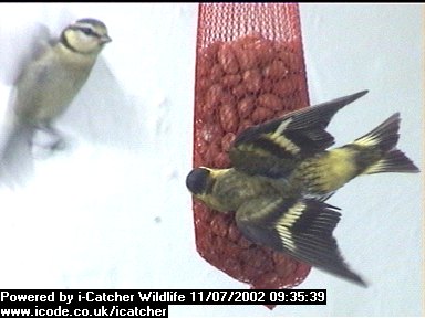 Picture of a siskin, taken with the iCatcher Digital CCTV software